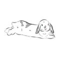 Drawing cute hollandÃ¢â¬â¹lopÃ¢â¬â¹ bunny illustrations on whiteÃ¢â¬â¹ background